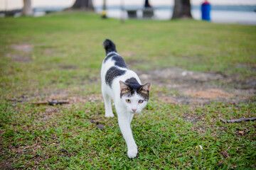 Beautiful black and white cats in the garden