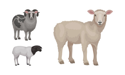 Sheep as Ruminant Domestic Mammal Kept as Livestock Vector Set