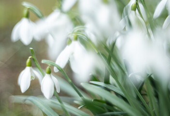Fototapeta premium spring snowdrop wildflower in nature