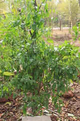 Melientha suavis Pierre,with green leaves.