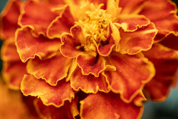 petals of bright marigold flower, background