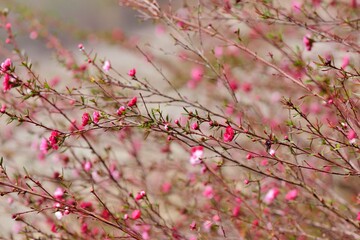 Manuka Tea-tree、Broom Teatree.(Leptospermum scoparium J. R. Forst. et G. Forst.) 