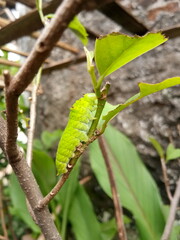 green caterpillar on a branch