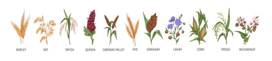 Cereal plants such as barley, rye, corn, buckwheat, flax, oat, proso, quinoa, rice, siberian millet and sorghum. Spikelets of organic crops. Colored vector illustration isolated on white background - obrazy, fototapety, plakaty