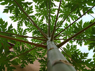Fototapeta na wymiar Star like papaya branches down side up with green revolution - Nature stock