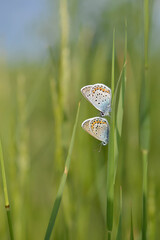 Two common blue butterflies on a plant in nature close up
