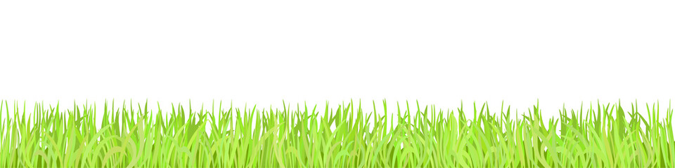 Fototapeta na wymiar Green grass on white background, spring lawn. Panoramic view, vector illustration.
