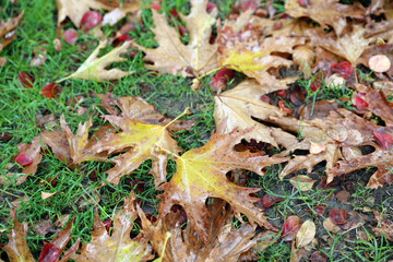 autumn leaves maple with leaf 