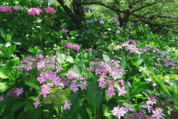 多種の紫陽花が咲く風景／県営権現堂公園（埼玉県幸手市）