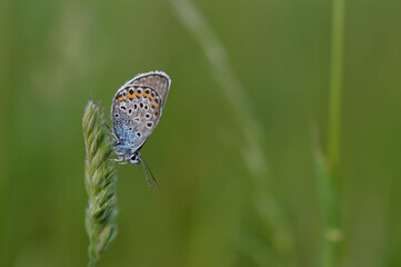 Common Blue small butterfly close up in nature