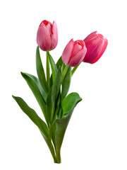 Close-up pink tulips isolated on white