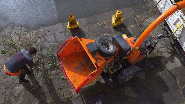 A gardener shredding cut tree branches