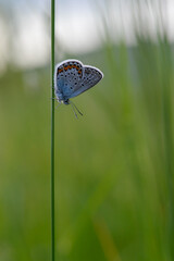Common Blue small butterfly close up in nature