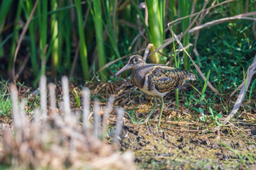 Greater painted-snipe (Rostratula benghalensis), Male at Baruipur marsh, West Bengal, India.