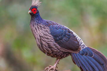 Kalij pheasant (Lophura leucomelanos) at Sattal, Uttarakhand, India.