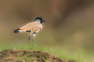 River lapwing (Vanellus duvaucelii) at Pubrasthali, West Bengal, India.