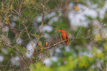 Ruddy kingfisher (Halcyon coromanda) at Sundarban National Park, West Bengal, India.