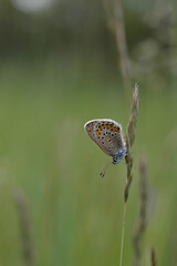 Brown argus butterfly on a plant in nature close up