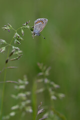 Brown argus butterfly on a plant in nature close up