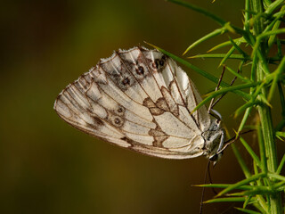 Fototapeta na wymiar Spanish Marbled White Butterfly, Melanargia lachesis, near Almansa, Spain.