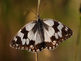 Spanish Marbled White Butterfly, Melanargia lachesis, near Almansa, Spain.