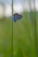 Common Blue small butterfly close up in nature vertical
