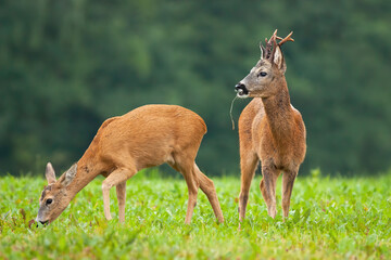 Naklejka na ściany i meble Pair of roe deer grazing on meadow in rutting season