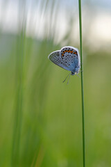 Common Blue small butterfly close up in nature vertical