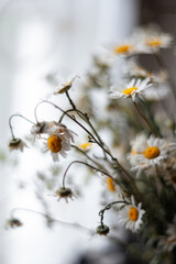 a bouquet of daisies