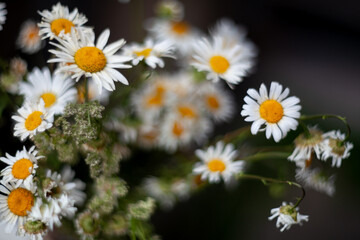 daisies in a garden