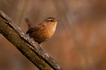 Eurasian wren sitting on branch in springtime nature