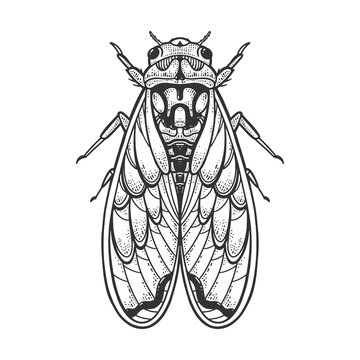 Cicadidae insect sketch raster illustration
