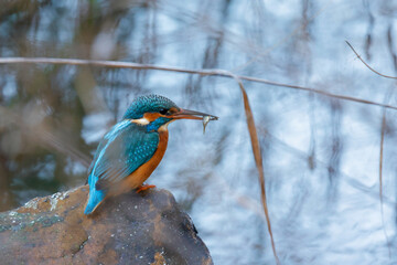 Eisvogel	
