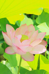 pink lotus flower