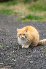 Obraz premium 可愛い猫