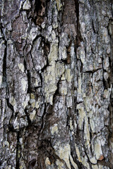 Naklejka premium Old Wood Tree Texture Background Pattern
