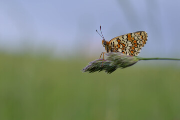 Boloria dia, Weaver's Fritillary butterly close up in nature