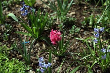 Background pink hyacinth flowering in forest with bee