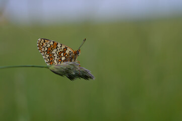 Boloria dia, Weaver's Fritillary butterly close up in nature