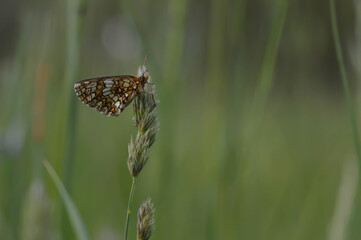 Boloria dia, Weaver's Fritillary butterly close up in nature