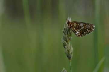 Boloria dia, Weaver's Fritillary butterly close up in nature
