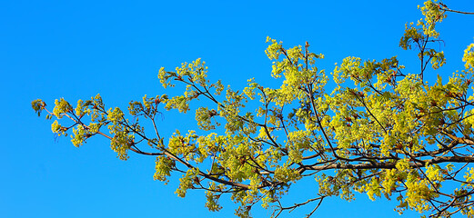 blooming maple branches, spring detail flowers on a tree branch