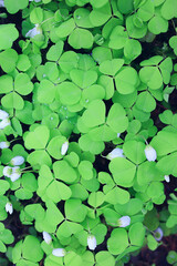 oxalis blooms in the forest, landscape in the spring forest, seasonal first flowers