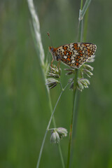 Boloria dia, Weaver's Fritillary butterly close up in nature