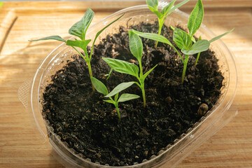 There is a plastic container with small sprouts of pepper on a wooden board. Seedlings for spring gardening