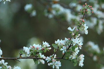 abstract apple tree flowers background, spring blurred background, branches with bloom