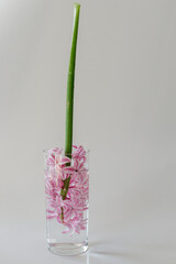 pink flower in the cup of water