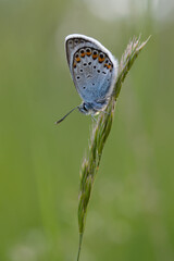 Common Blue small butterfly close up in nature vertical