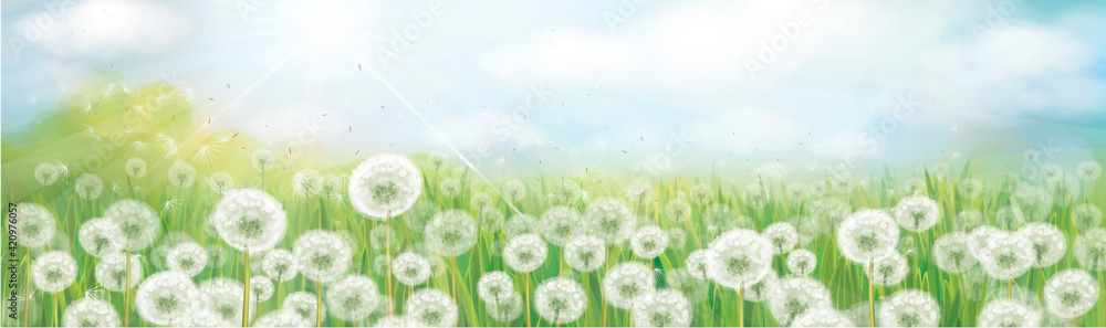 Canvas Prints vector white dandelions field. spring nature background.