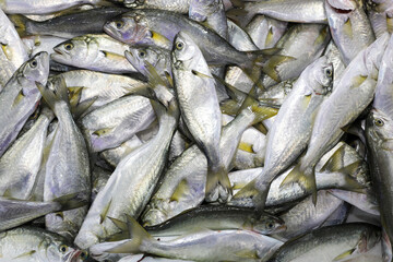 Obraz premium bluefish in the fish market